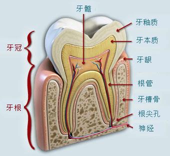儿童牙齿正畸会引起牙槽骨吸收吗,正畸造成的牙槽骨吸收怎么治疗