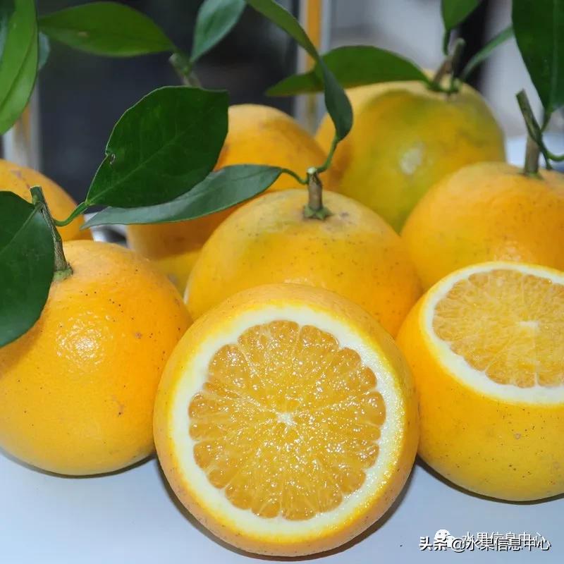 全国橙子产地在哪,中国橙子产地