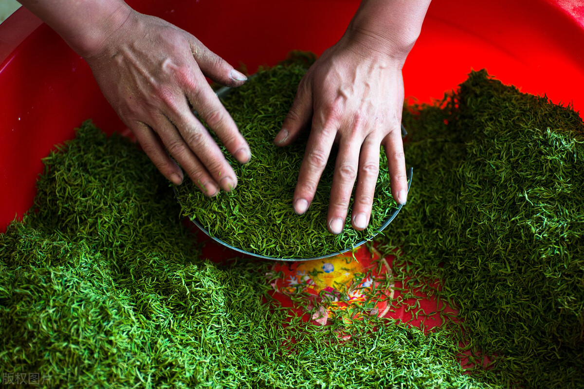 信阳毛尖之都怎么样,十大名茶信阳毛尖