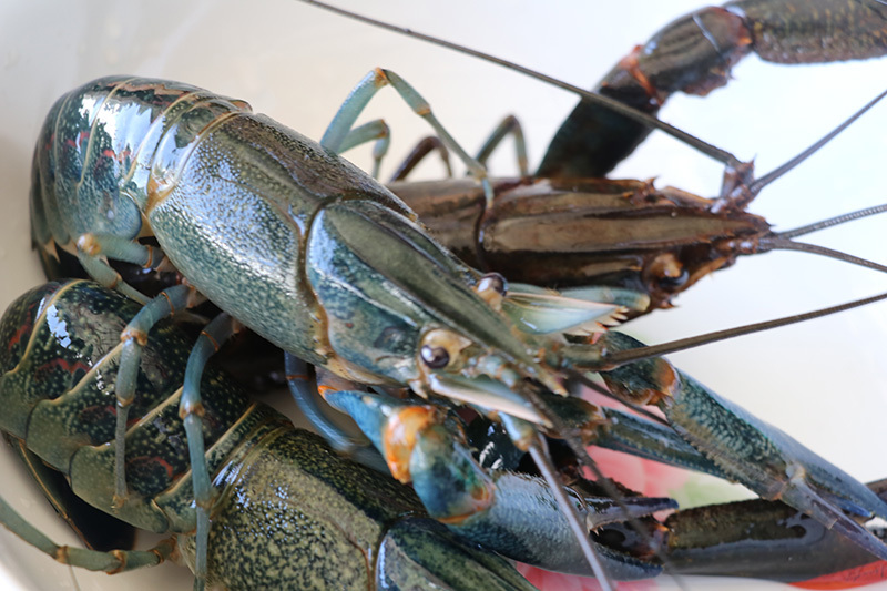 *疆新**男子沙漠5亩池塘养澳洲淡水虾，个头比手掌大，亩利润达万元