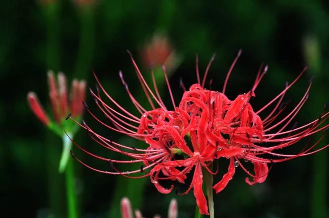 灵魂摆渡曼珠沙华的结局,灵魂摆渡的旁白曼珠沙华