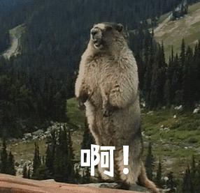 土拨鼠是群居动物吗,土拨鼠为什么生活在草原