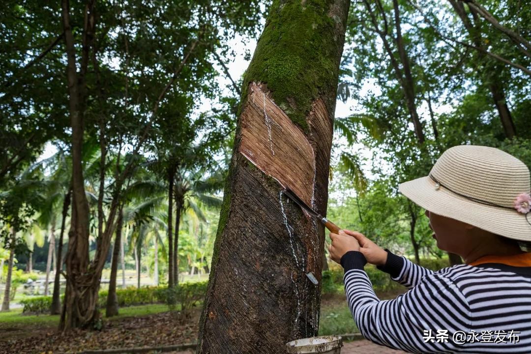 迷途的大象歌曲,迷途的小象