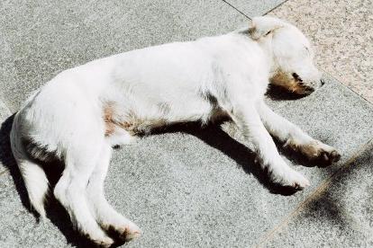 过度兴奋的狗子,狗狗兴奋的表现和症状