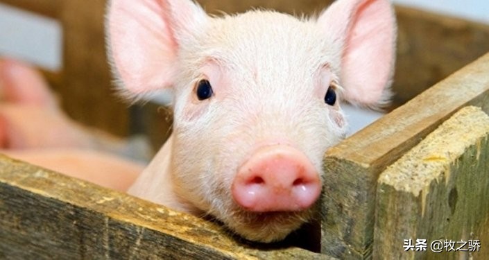 小猪刚出生出现假死态势如何救治,小猪养殖技术视频教程大全