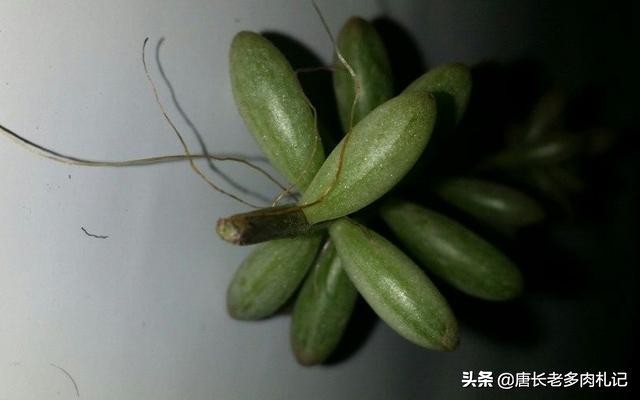 多肉虹之玉叶子发黑怎么回事,多肉虹之玉为什么会发霉