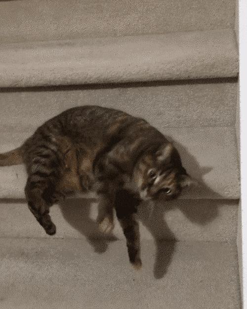 橘猫被抓警察局,肥猫被警察带走判刑