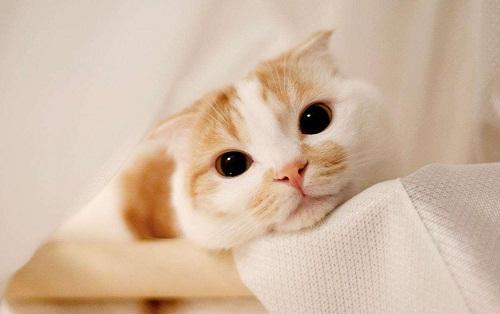 猫咪腹泻拉稀吃什么药好,猫咪拉肚子要怎么喂益生菌