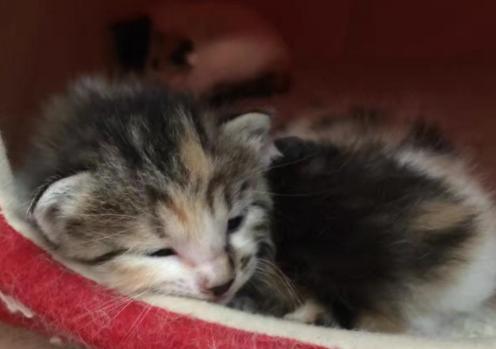 猫咪睁着眼怎么还打鼾,猫咪睁着眼睡觉是什么意思