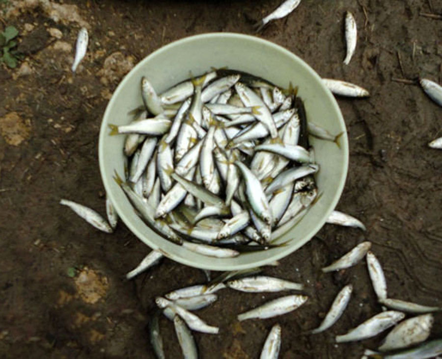 白条闹窝最佳解决方法,白条闹窝怎么解决