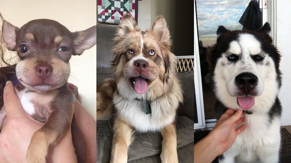 狗狗出门被别的狗咬了怎么办,狗狗被蜜蜂蛰到一直叫怎么办