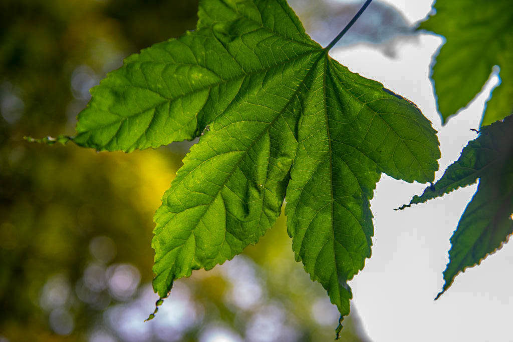 蒲江朝阳湖攻略,自驾山水风景视频