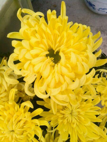 秋菊有花苞怎么浇水,秋菊叶子枯萎