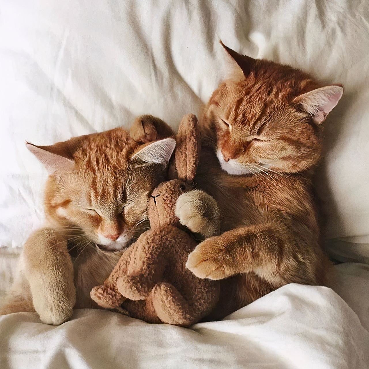 冬季养猫关注事项,冬天养猫需关注什么
