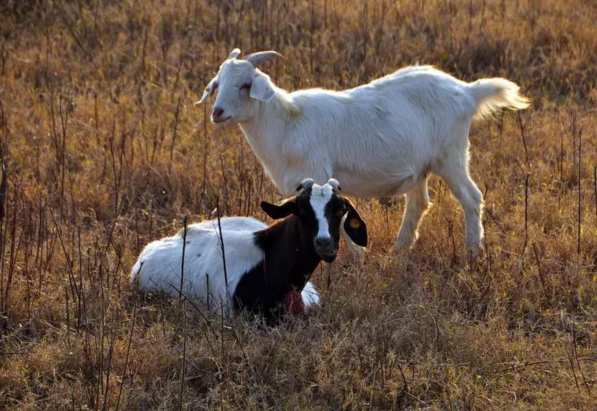 羊腿拐？腐蹄？不到5元就治好