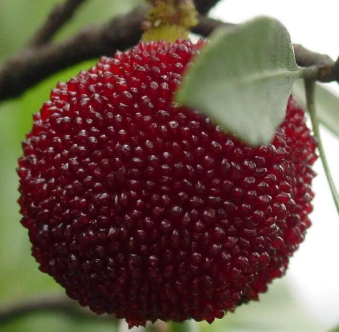 东魁杨梅南北方都可种植,东魁杨梅适合广州种植吗