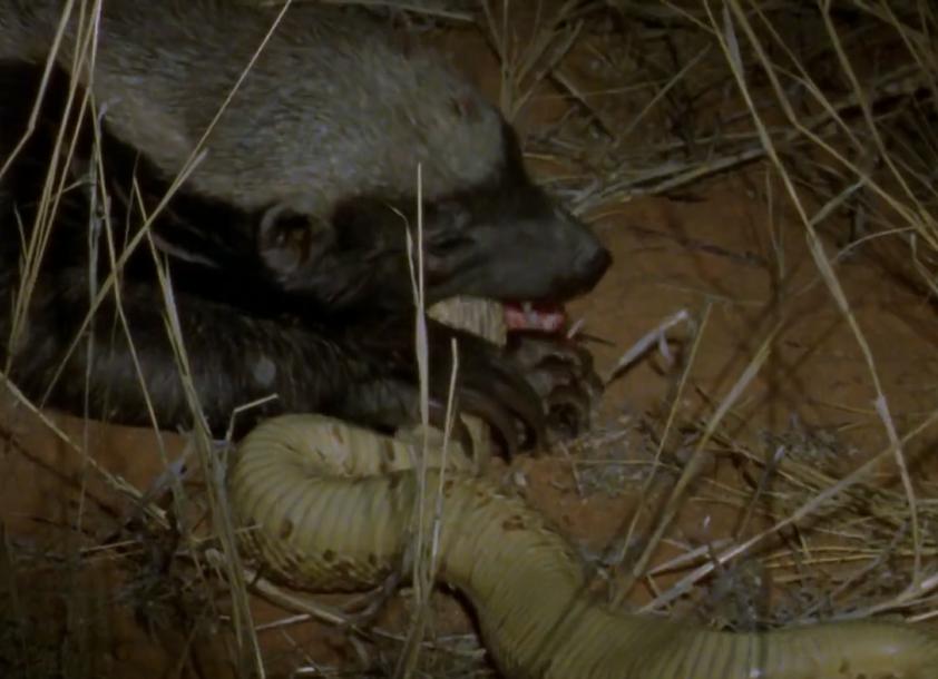 蜜獾大战辣条,平头哥蜜獾吃毒蛇