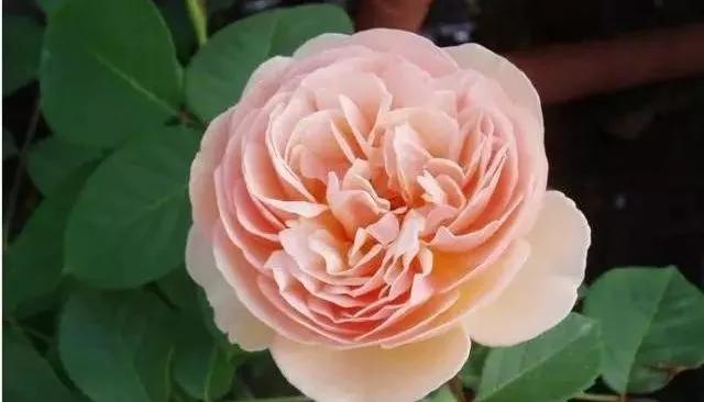 一万年一次的2020520；一起认识100种玫瑰~别送错啊