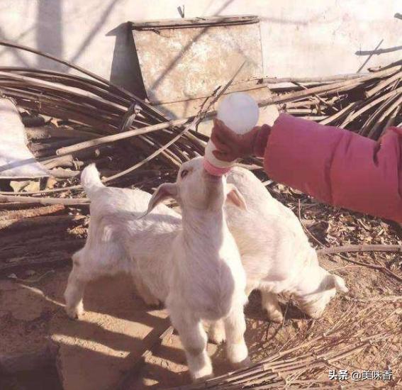 小羊生下来不动了怎么办,小羊突然瘫软无力站不起来