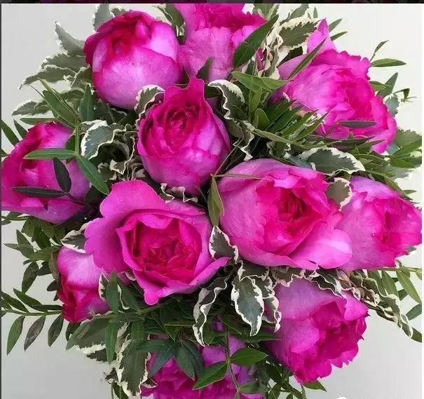 每天学习一点点各种花代表的花语,每天学习一朵花知识