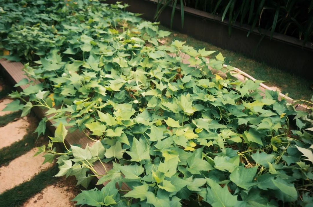 三亚海棠湾君悦至尊海景房,三亚海棠湾性价比5居别墅