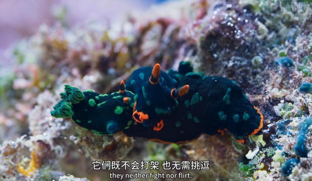 9.9恋爱游戏,9.9分恋爱番