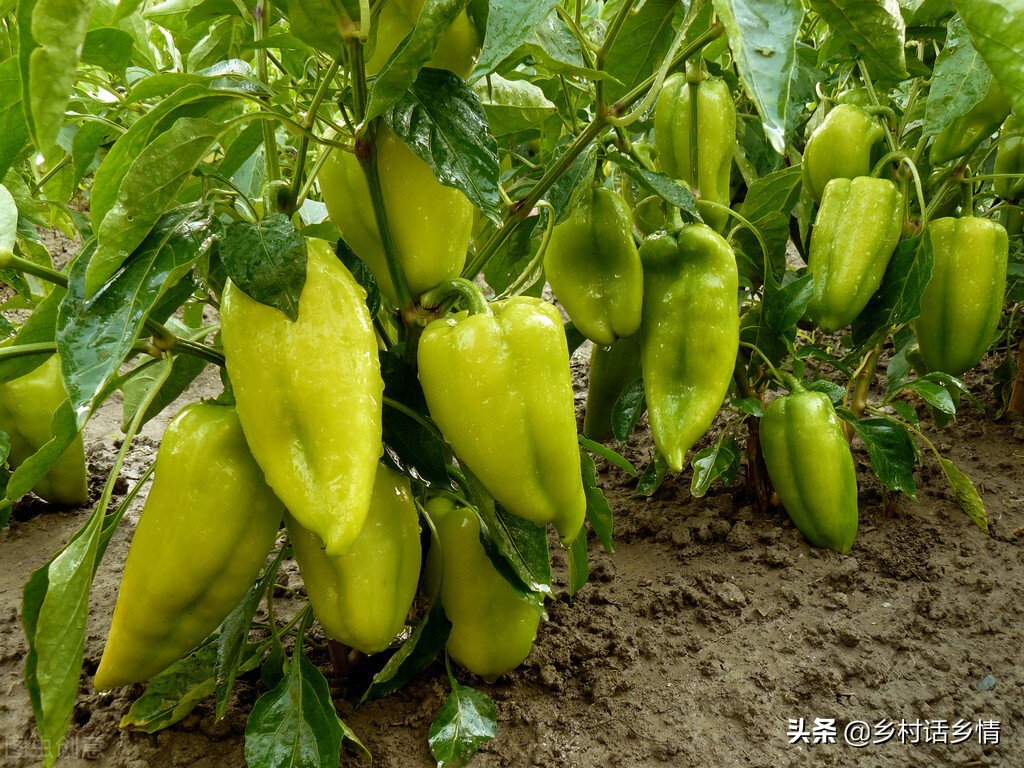 多年生蔬菜水果种植,种植蔬菜及蔬菜育苗技术