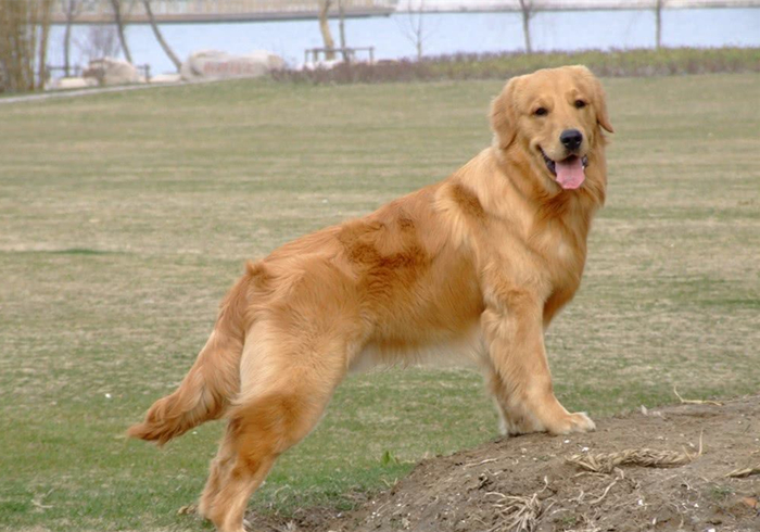 狗狗脚掌又红又肿怎么回事,小狗犬瘟热脚掌会怎么变化