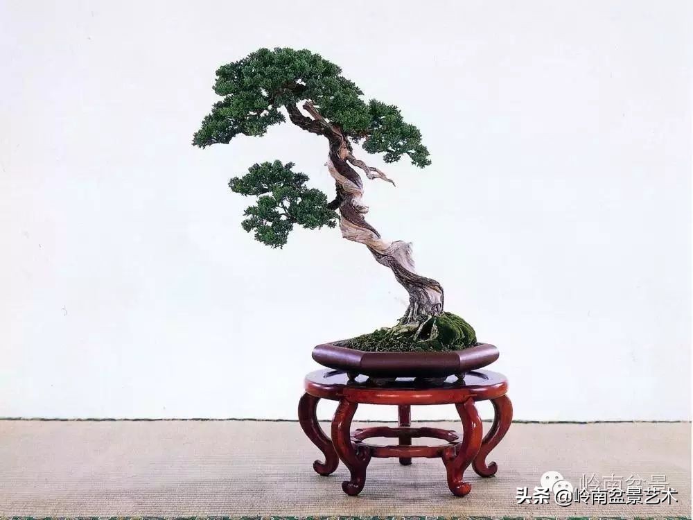 素仁格与文人树，你怎么看？