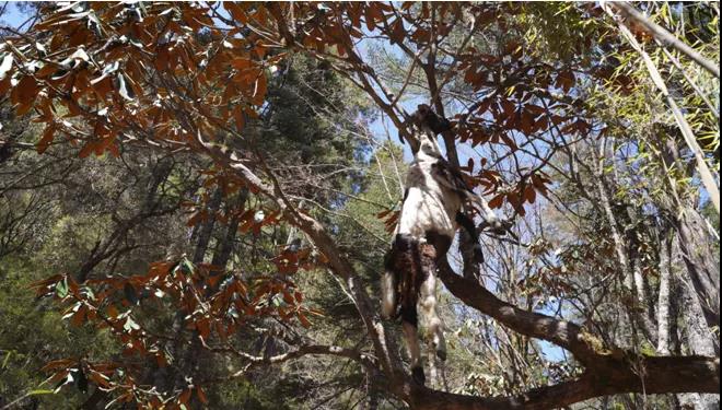 如何在村里建立一个公益基金,集体出资农户认养村庄美化新模式