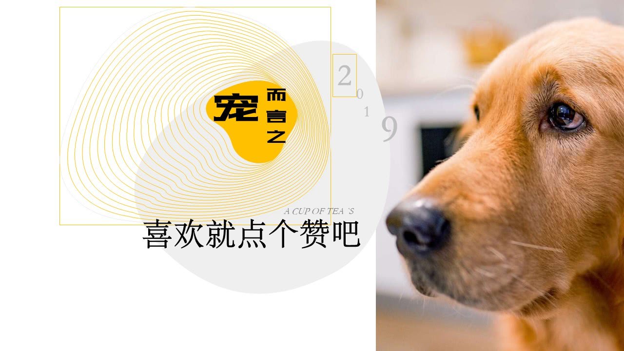 开车撞到小狗是吉还是凶,开车撞到猫狗是吉还是兆