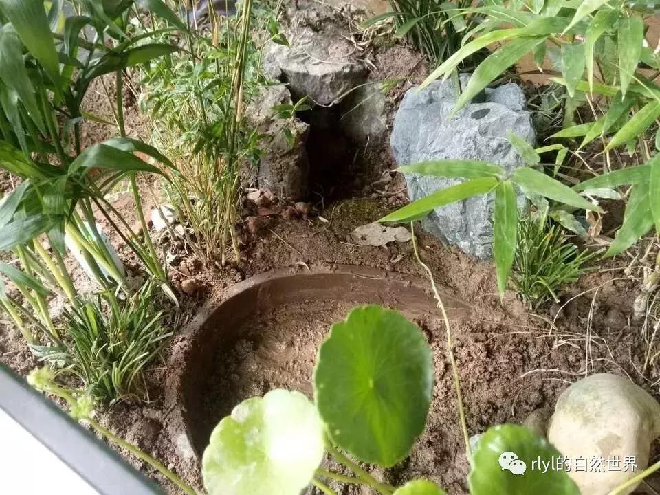 黄缘龟多大可以进环境造景,黄缘龟造景用陶粒还是火山石