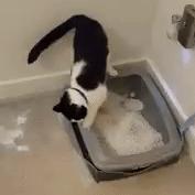 猫猫为什么在猫砂盆里只尿不便便,猫猫拉便便天天在猫砂盆外