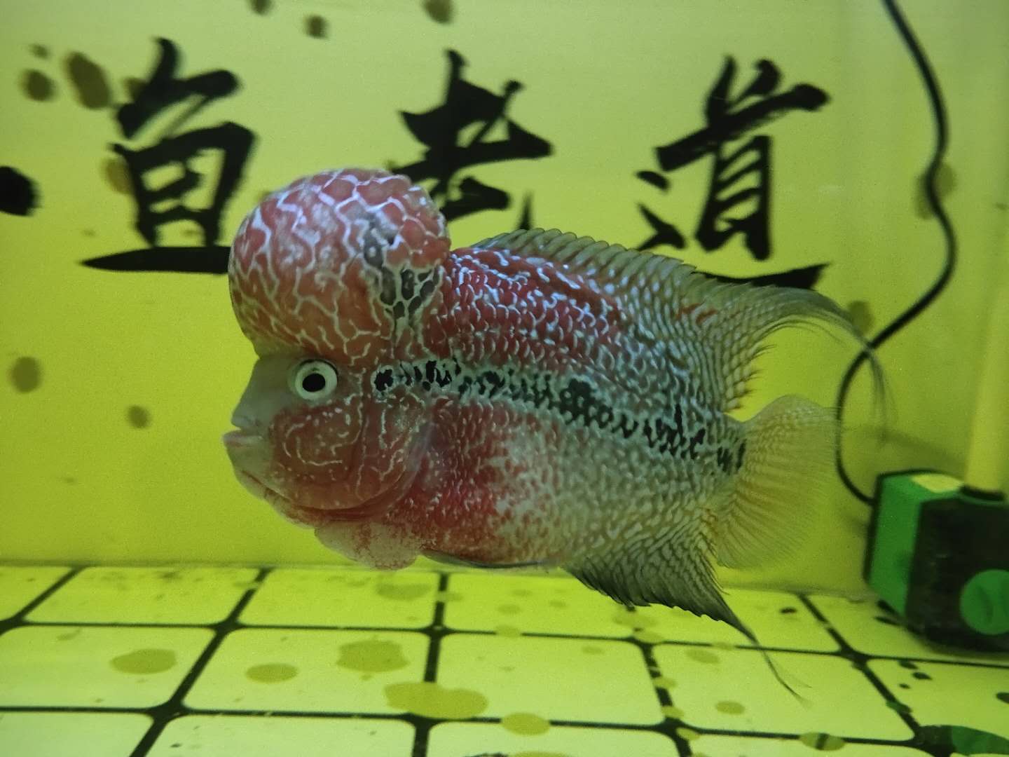 观赏鱼患病，哪种鱼药最好用，为什么老鱼友很少使用过多鱼药？