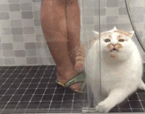 猫咪打喷嚏不吃药能好吗,猫咪打喷嚏不能打针吧