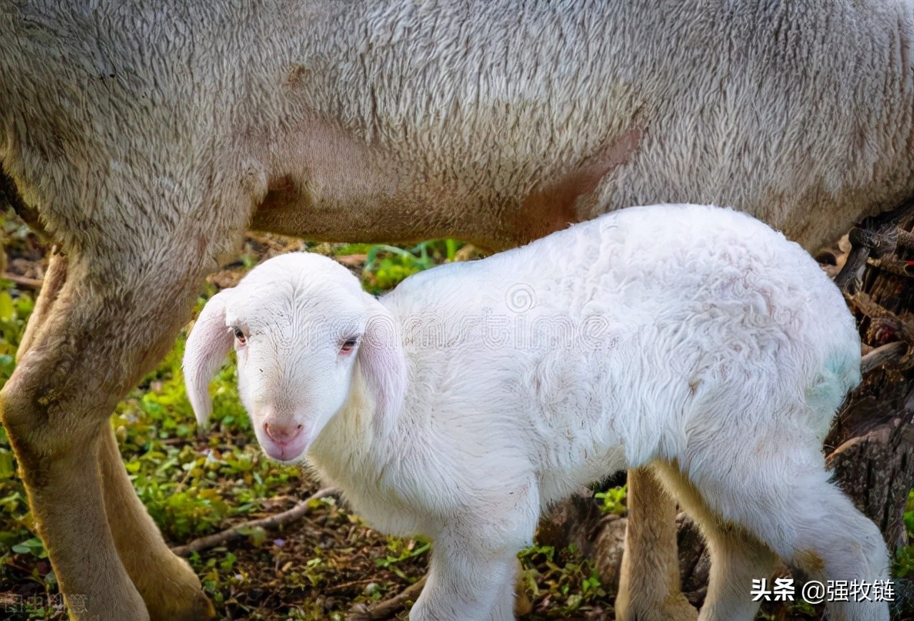 冬季养羊如何保暖,冬季养羊该怎么保温