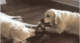 狗狗贪玩贪吃停不下来？专业训犬师教你如何让狗狗“适可而止”