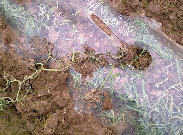 西瓜得了蔓枯病能全死亡吗,大棚西瓜的蔓枯病怎么治疗