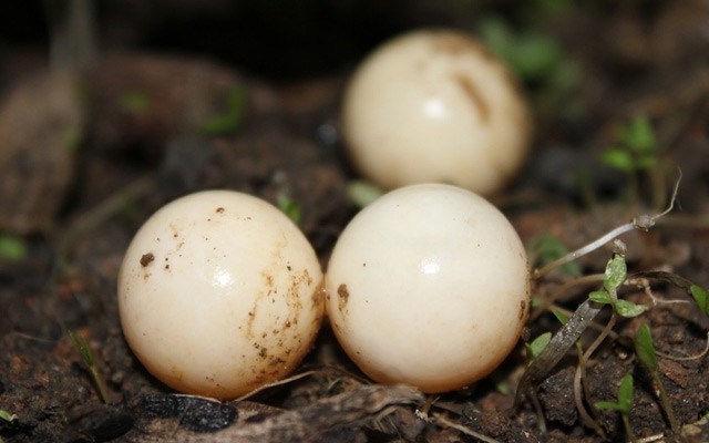 野生甲鱼养了快一年突然下蛋,男子钓到两条鱼回家饲养