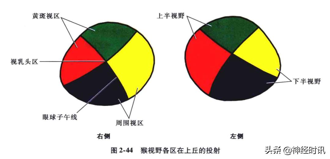 脑干解剖,脑干神经解剖