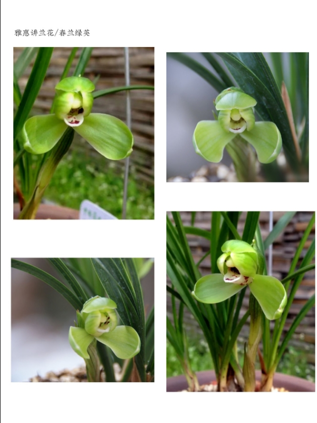 阳台养兰春兰品种推荐,兰友喜欢的春兰品种排名