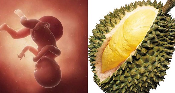 胎儿14个月的10张图片,胎儿1-40周水果对比图