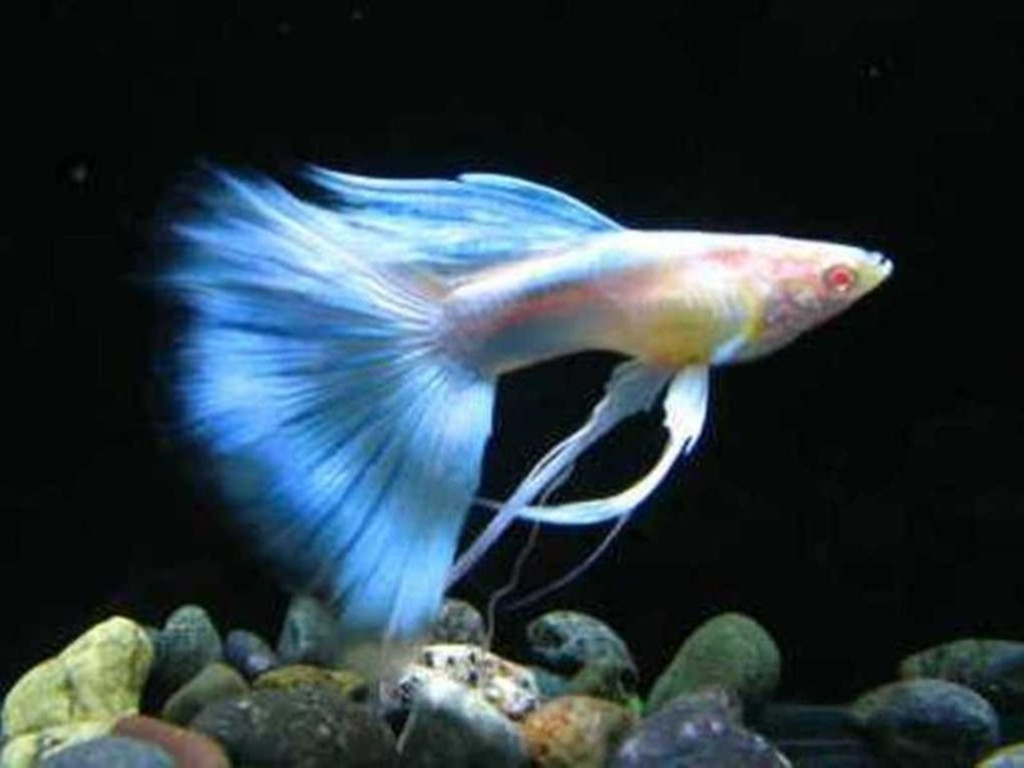 我们草缸养的孔雀鱼原来都错了，它更适合这种环境生存