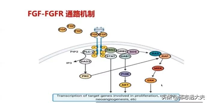 张小田教授：Her-2阴性胃癌分子靶向治疗的新进展