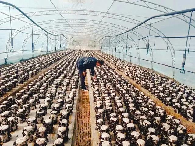 “菌”临天下之丽水市云和黑木耳