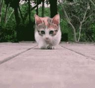 炸裂！因为一只猫，苏州人开启尖叫模式！