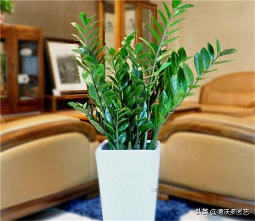 金钱树很容易出现褐斑病,金钱树炭疽病的防治