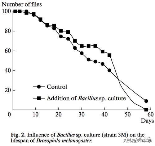 木乃伊泡水里吗,木乃伊泡水喝