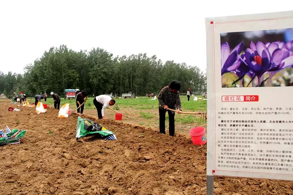 大蒜最好的新品种种子,大蒜种子大全100款