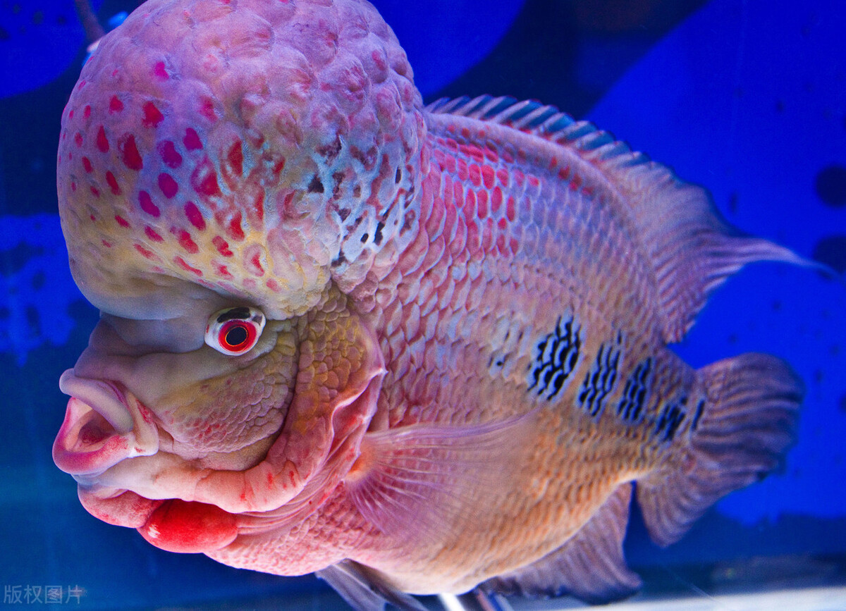 罗汉鱼成长的几个阶段,罗汉鱼火凤凰成长的各个阶段